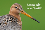 Leven als een Grutto
