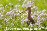 Leven als een Grutto